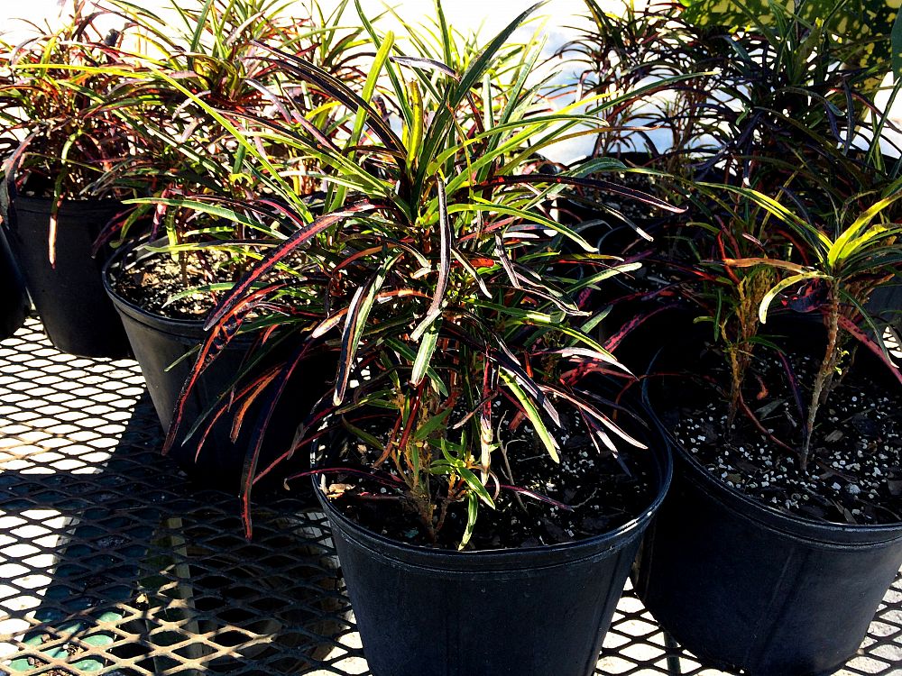 Codiaeum variegatum 'Zanzibar', Croton PlantVine