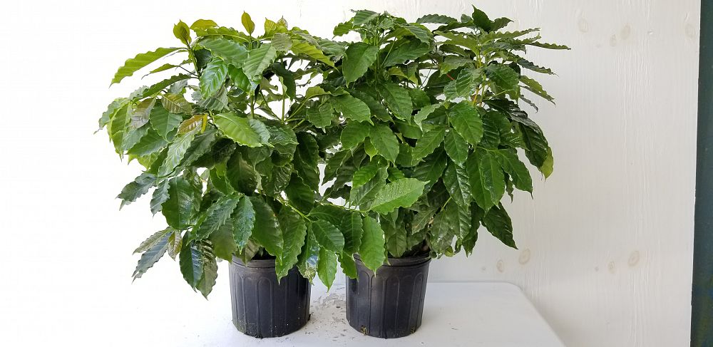 coffea arabica arabian coffee plantvine coffea arabica