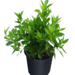 conocarpus erectus green buttonwood large