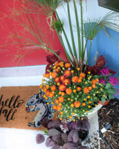 Plant and doorstep