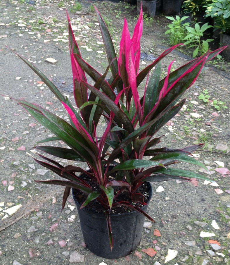 Cordyline australis �Red Sensation�, Cabbage Tree PlantVine