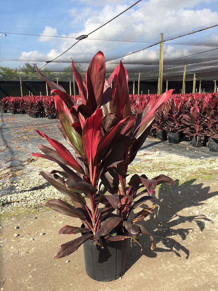 Cordyline �Florida�, Ti Plant PlantVine