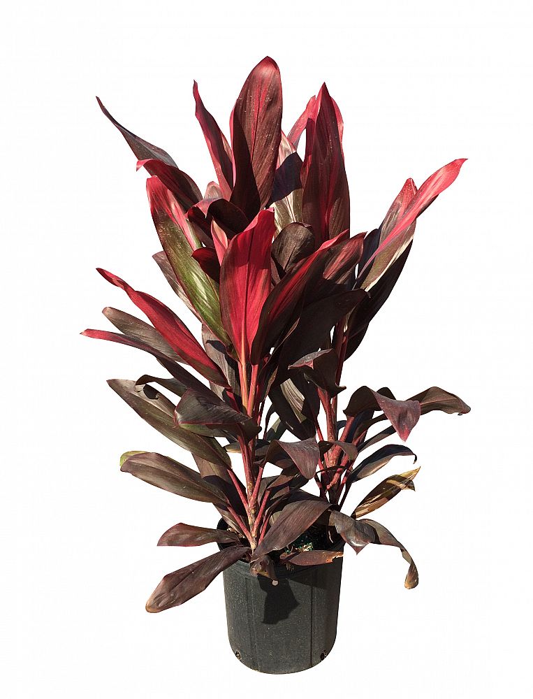 Cordyline fruticosa 'Florida' |