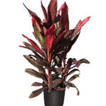 cordyline florida large