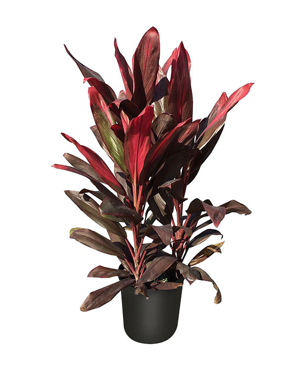 Cordyline fruticosa 'Florida'