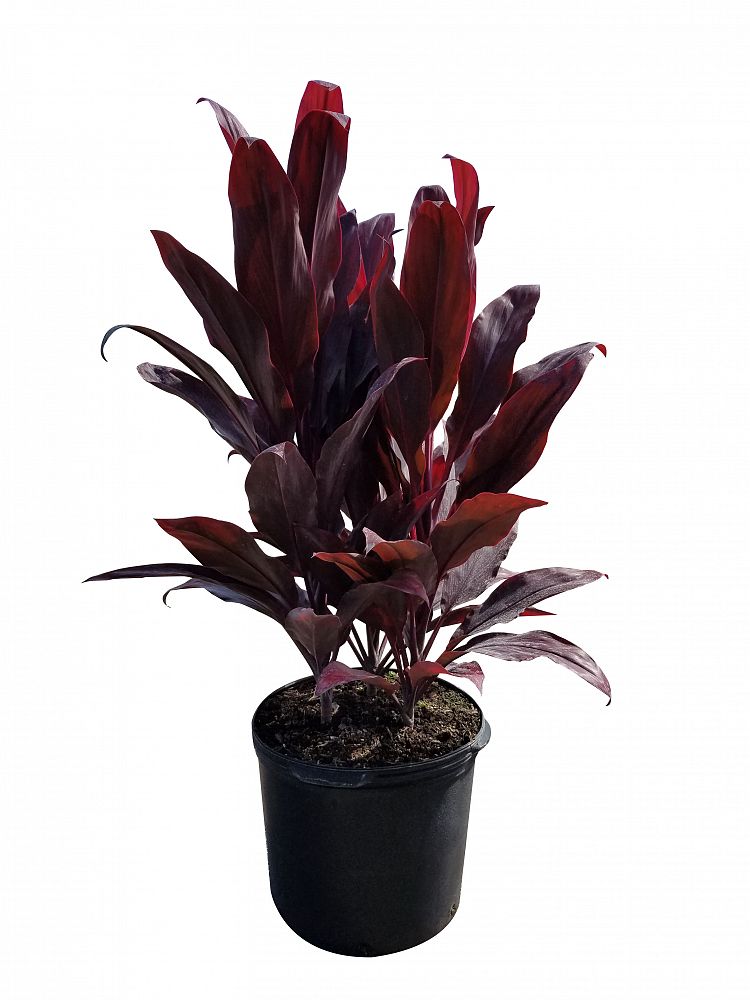 Cordyline fruticosa 'Auntie Lou', Ti Plant, Cordyline