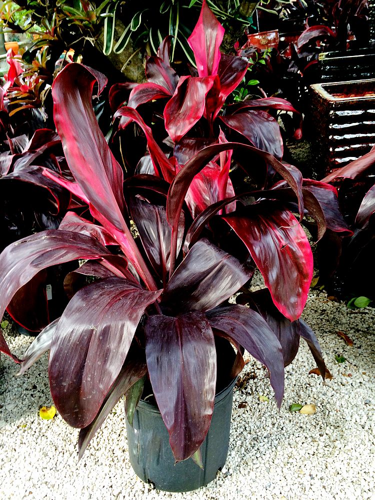 Buy Cordyline fruticosa �Dr. Frank Brown�, Ti Plant