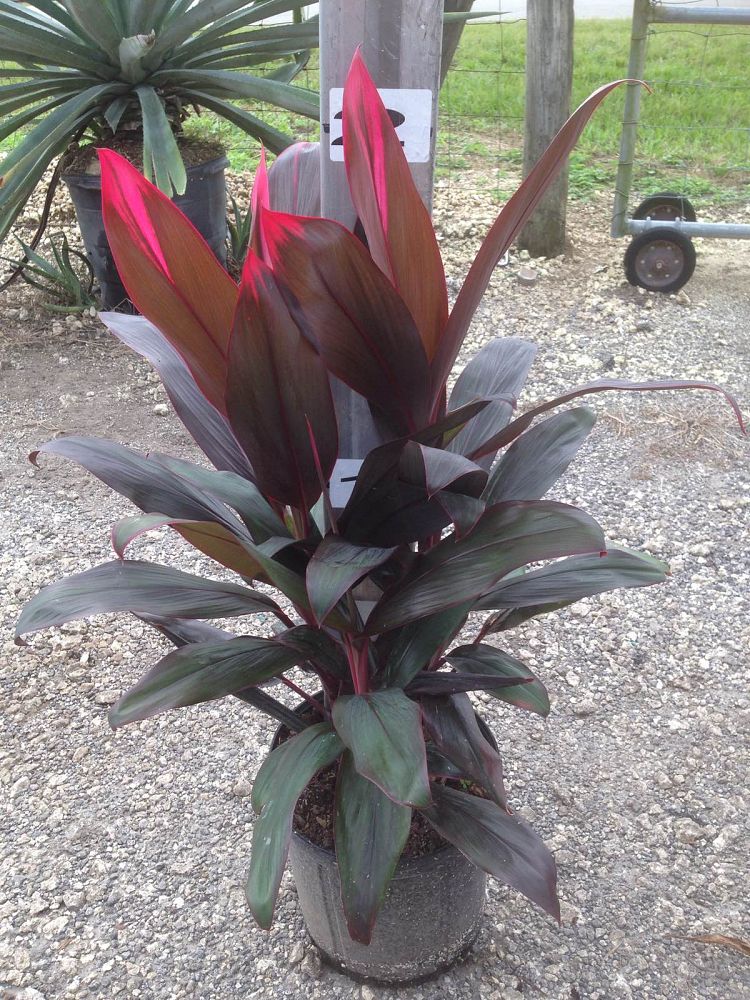 Cordyline Florica Plant
