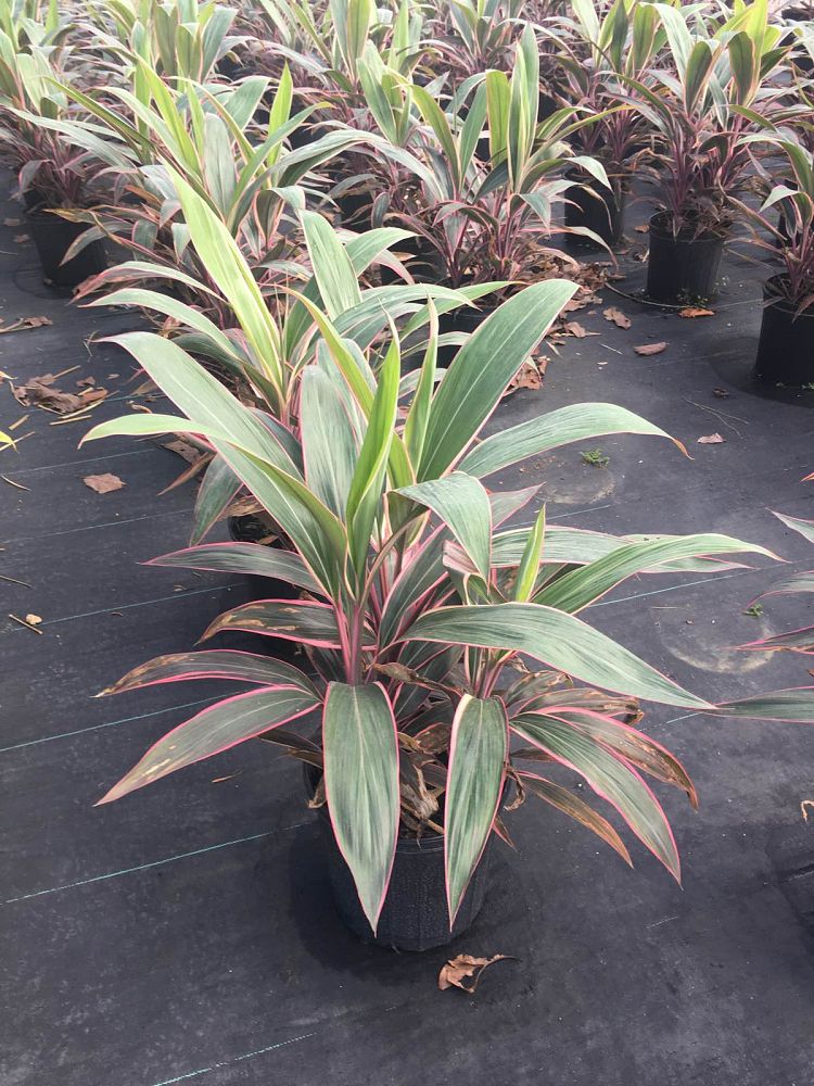 Cordyline fruticosa 'Pink Diamond', Ti Plant, Cordyline terminalis
