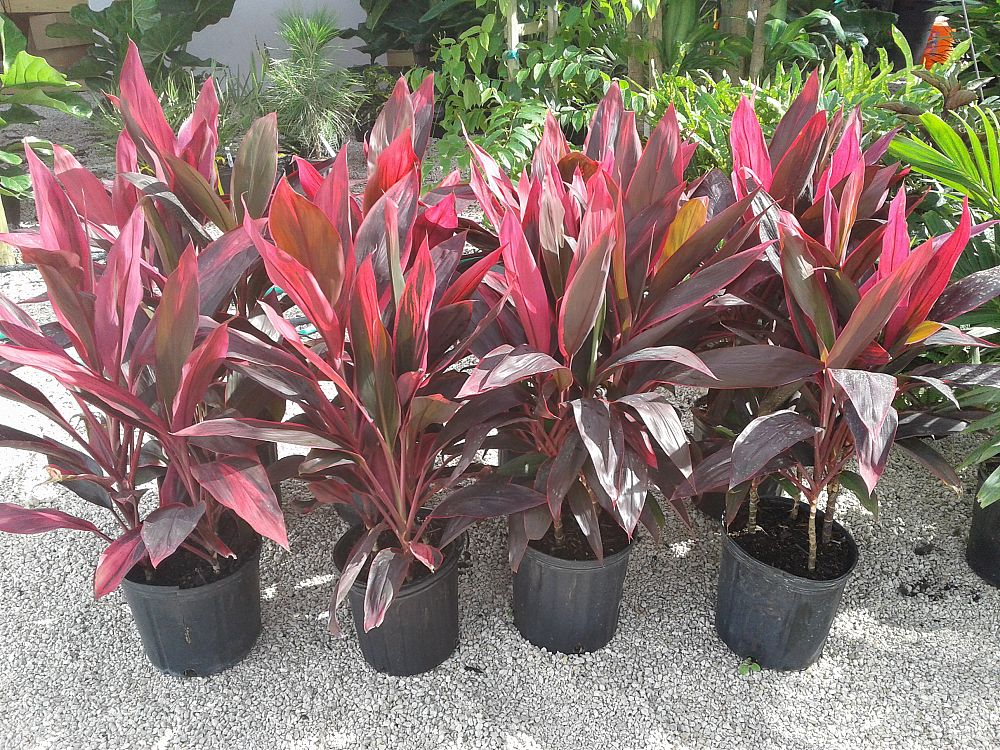 Cordyline fruticosa �Red Sister�, Ti Plant, Cordyline