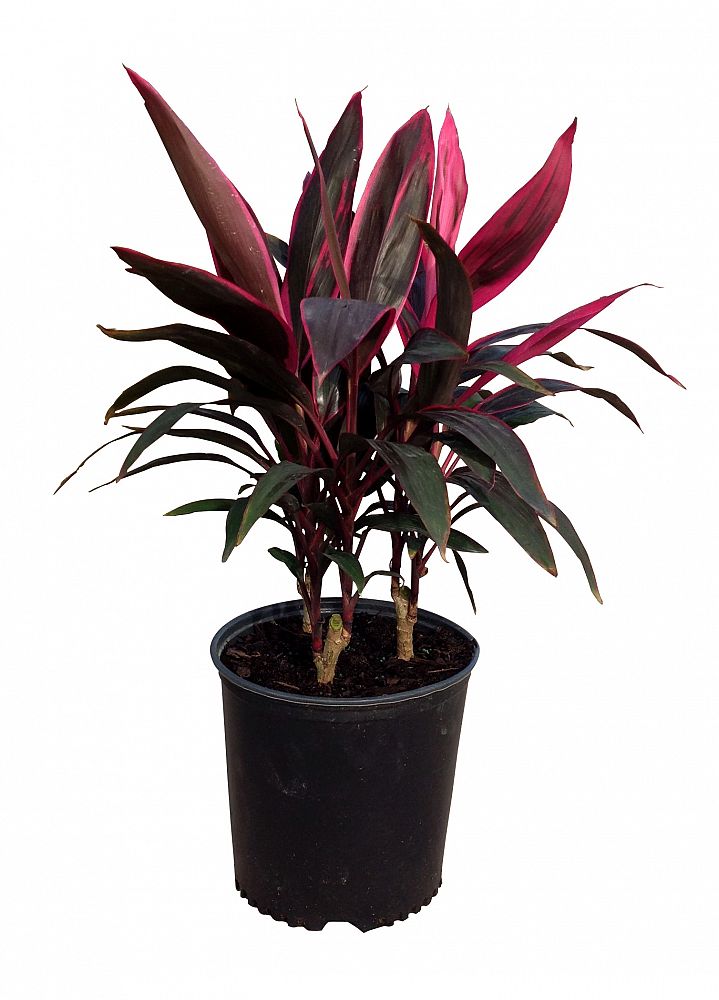 26 Cordyline Silk Plant Pack of 12 Green/Pink 