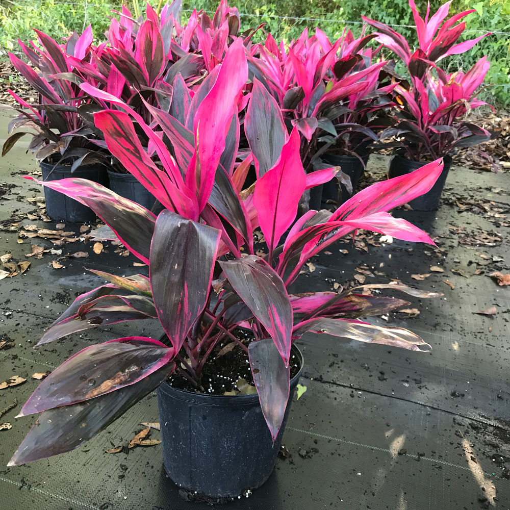 Cordyline fruticosa 'Red Sister', Ti Plant, Cordyline terminalis ...