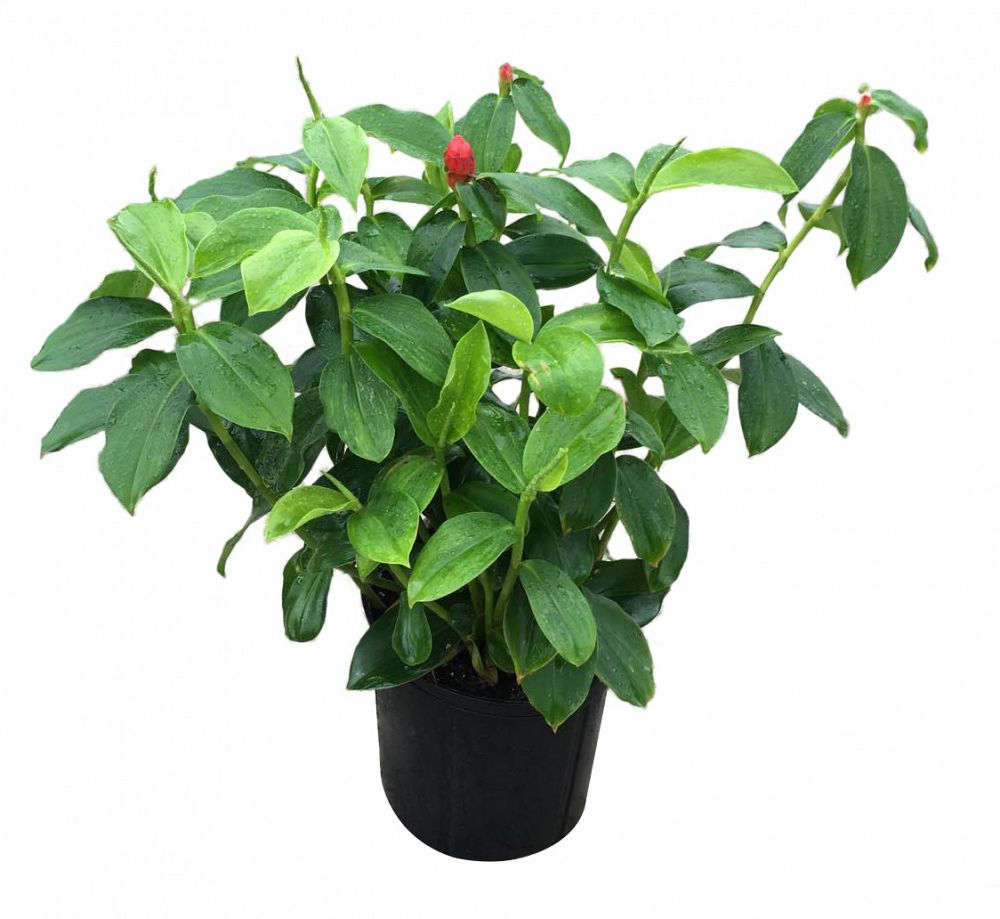 red button ginger plant indoors red button ginger plant indoors