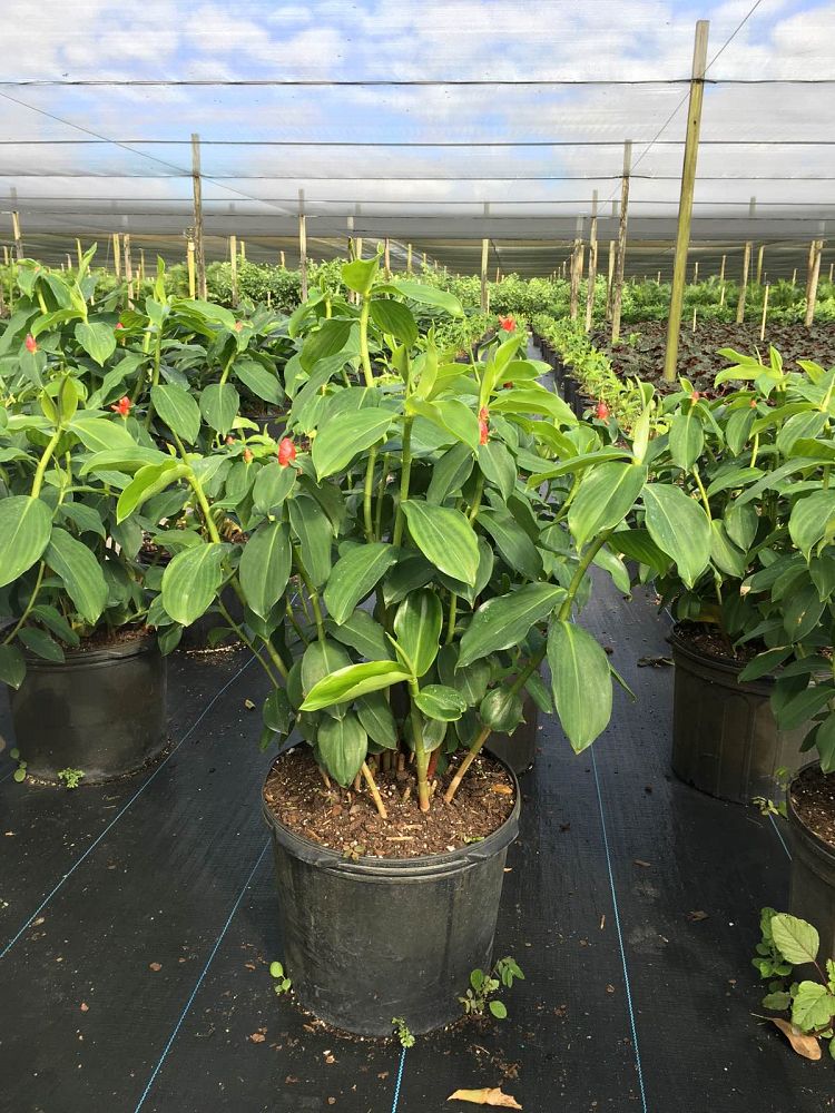 are red button ginger plants have any nutritional are red button ginger plants have any nutritional