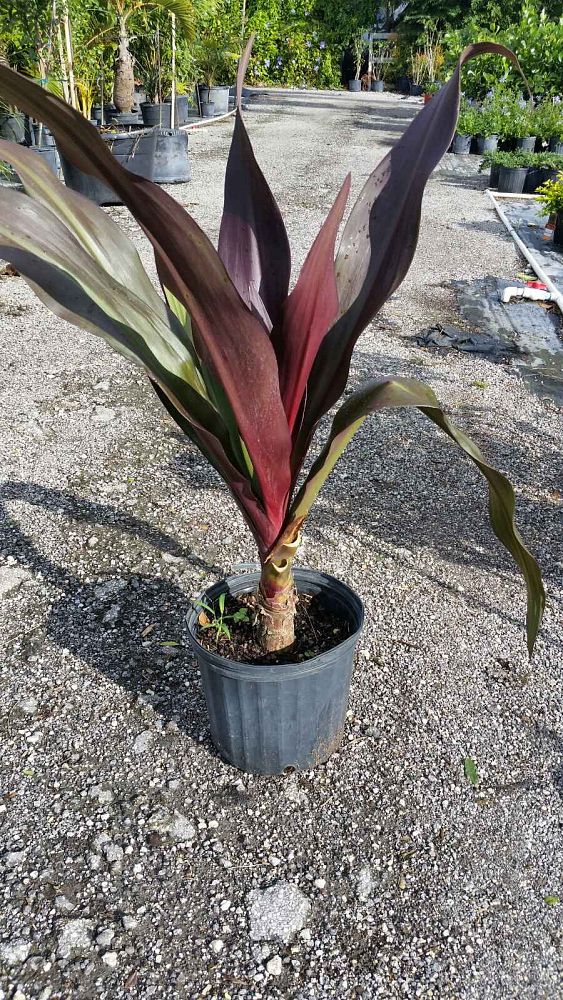 Crinum augustum 'Queen Emma', Crinum Lily 'Queen Emma' PlantVine