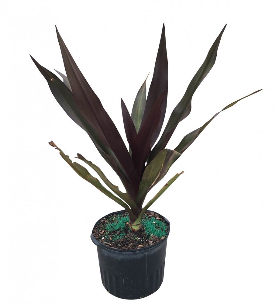 Buy Crinum augustum 'Queen Emma', Crinum Lily 'Queen Emma' Free