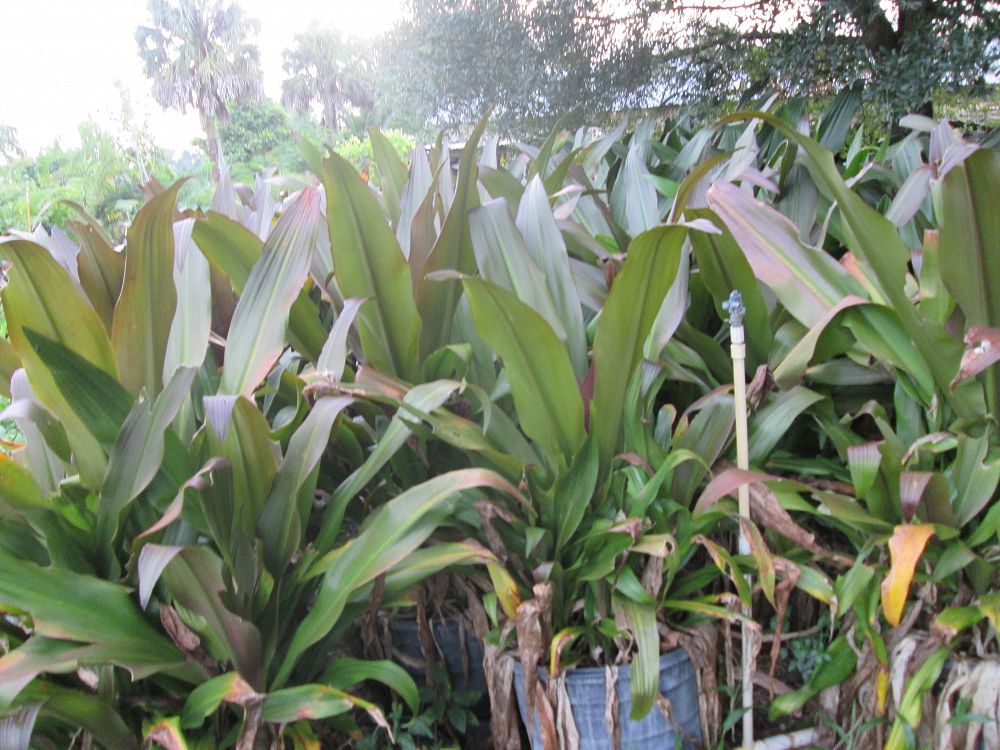 Crinum augustum 'Queen Emma', Crinum Lily 'Queen Emma' PlantVine