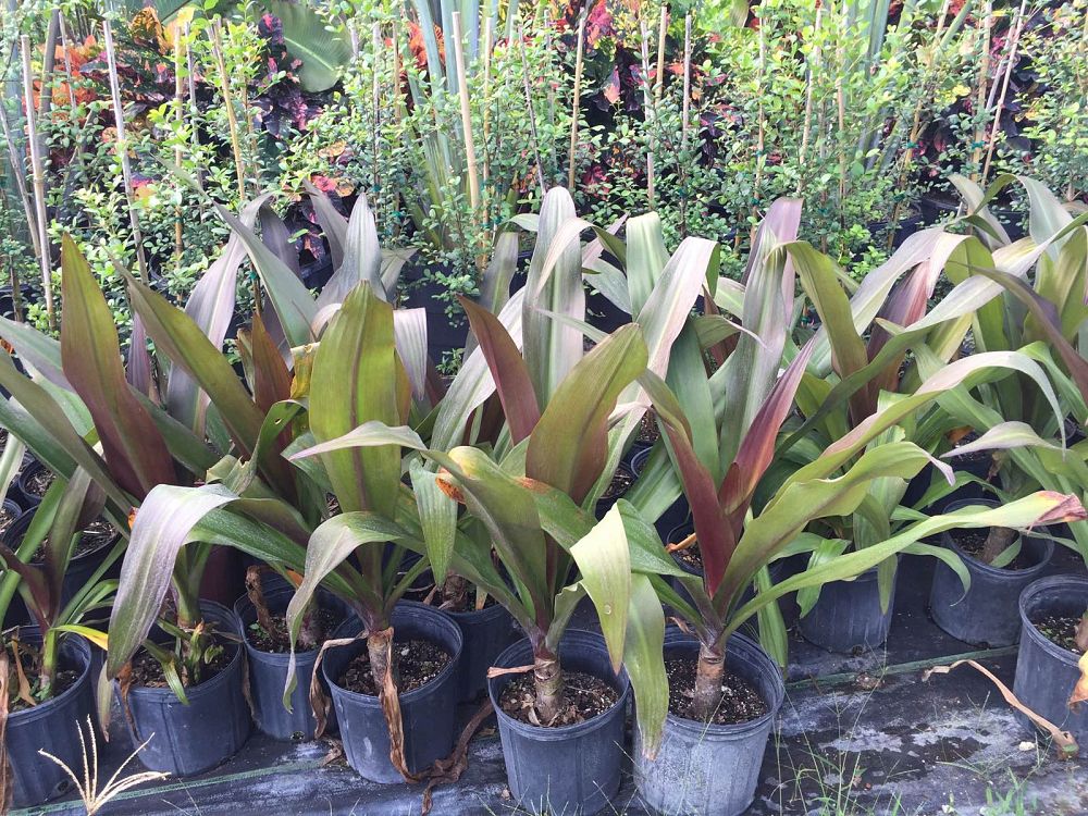 Crinum augustum 'Queen Emma', Crinum Lily 'Queen Emma' PlantVine