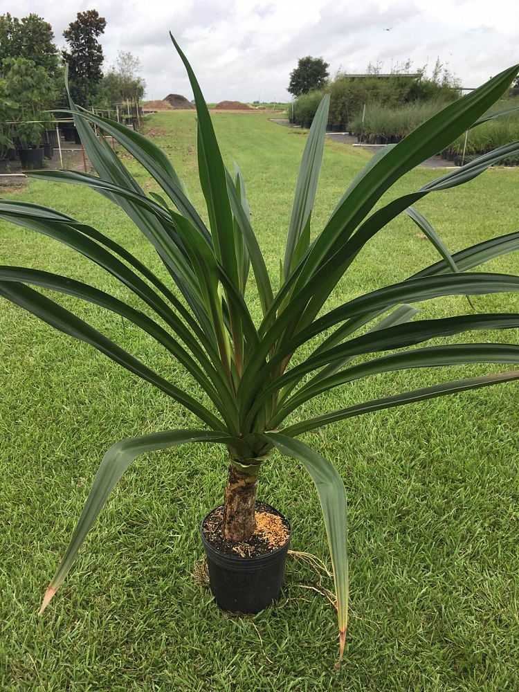 Crinum augustum ‘Queen Emma’, Crinum Lily ‘Queen Emma’ PlantVine