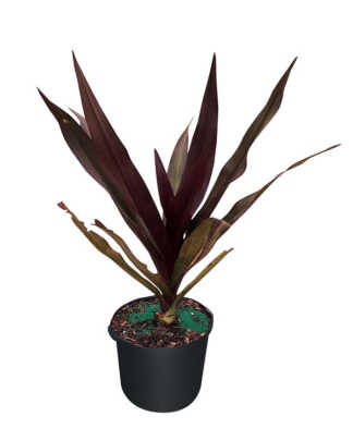 crinum augustum queen emma xl