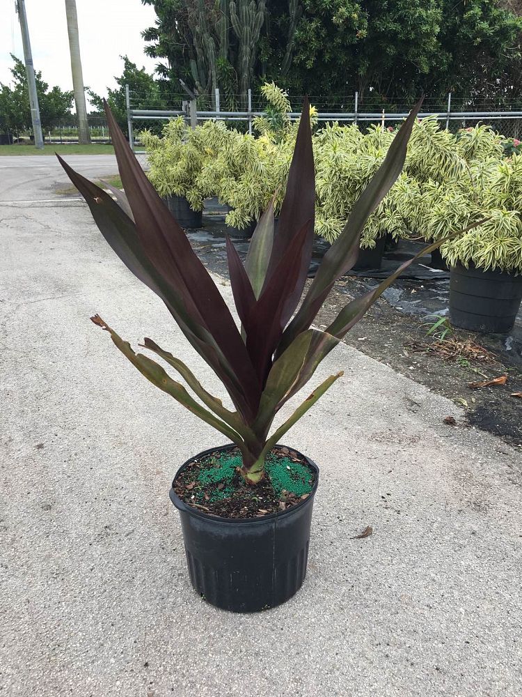 Crinum augustum 'Queen Emma', Crinum Lily 'Queen Emma' PlantVine