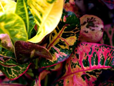 Crotons