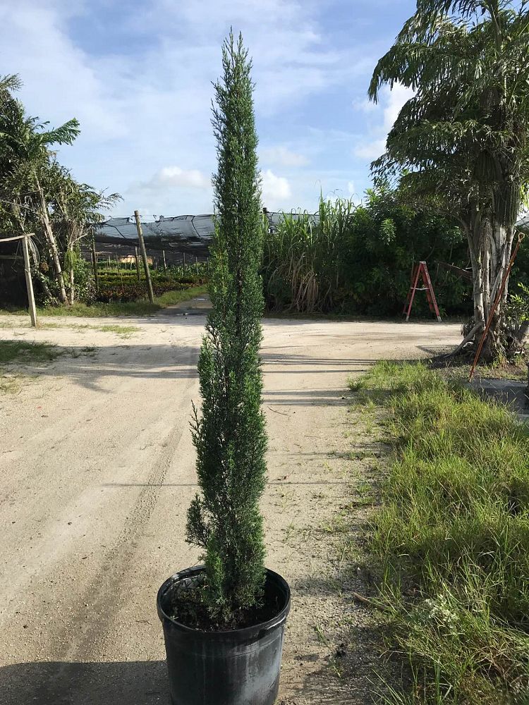 Buy Cupressus sempervirens, Italian Cypress  Free Shipping over $100