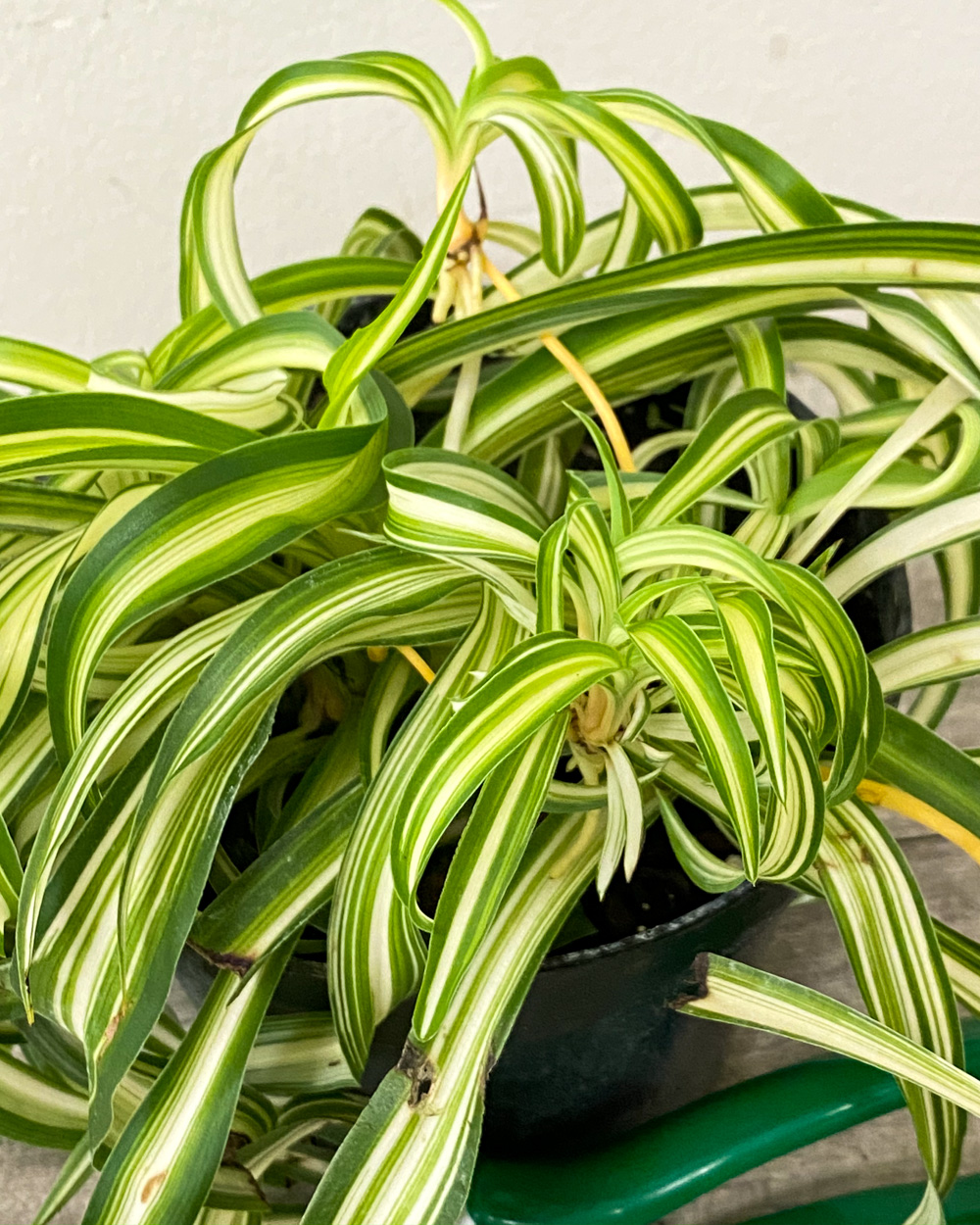 Buy Chlorophytum comosum 'Bonnie', Curly Spider Plant Free Shipping