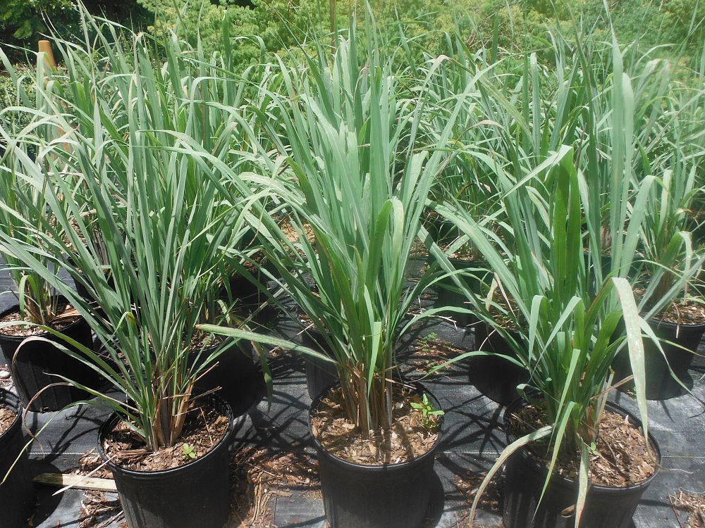 Cymbopogon citratus, Lemongrass