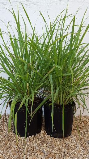 Cymbopogon citratus, Lemongrass