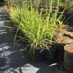 cymbopogon lemon grass