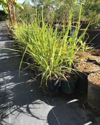 cymbopogon lemon grass