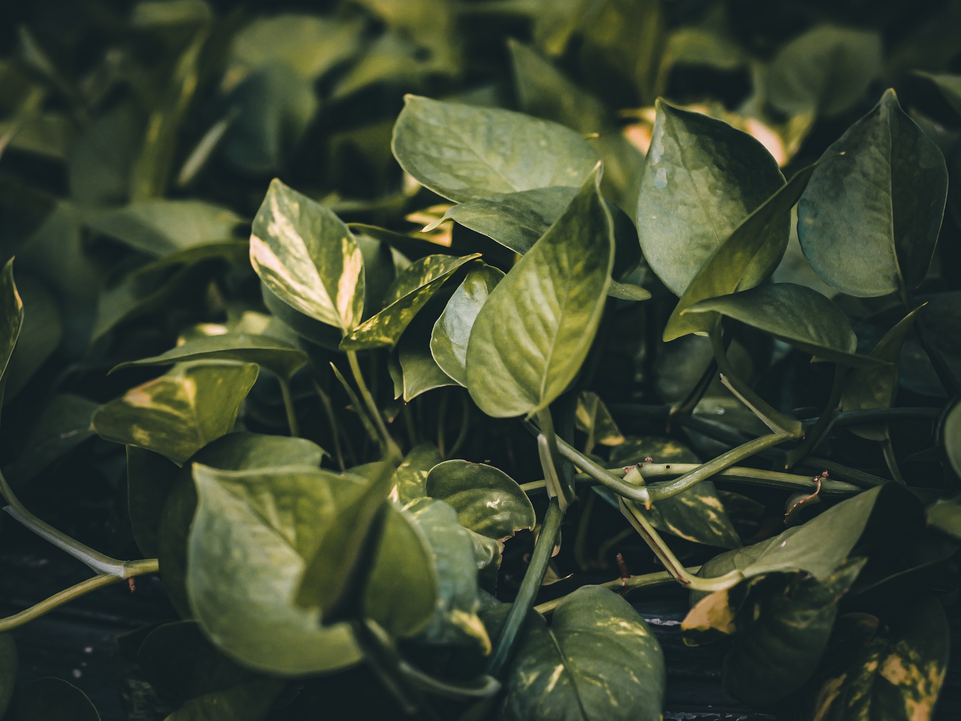 The Different Types Of Plant Propagation Techniques And How To Do Them ...