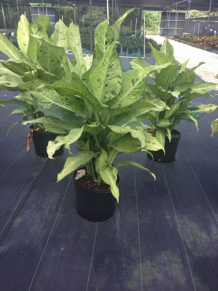 dieffenbachia camouflage dieffenbachia camouflage