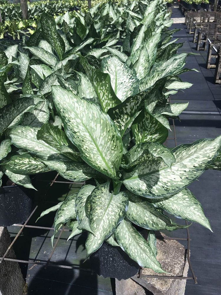 Buy Dieffenbachia �Tiki�, Dumb Cane Free Shipping over 100