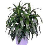 dracaena deremensis janet craig 6 large