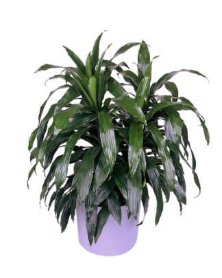 dracaena deremensis janet craig 6 large