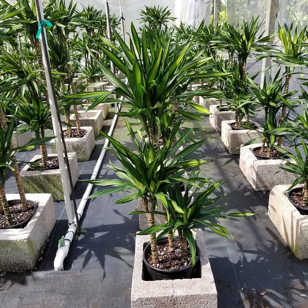 Dracaena deremensis �Rikki� PlantVine
