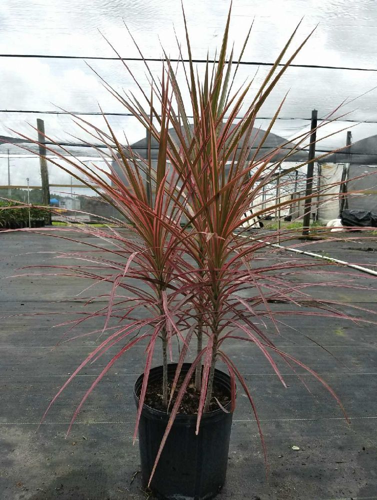 Dracaena marginata �Colorama�, Madagascar Dragon Tree
