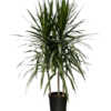 Large Cane
