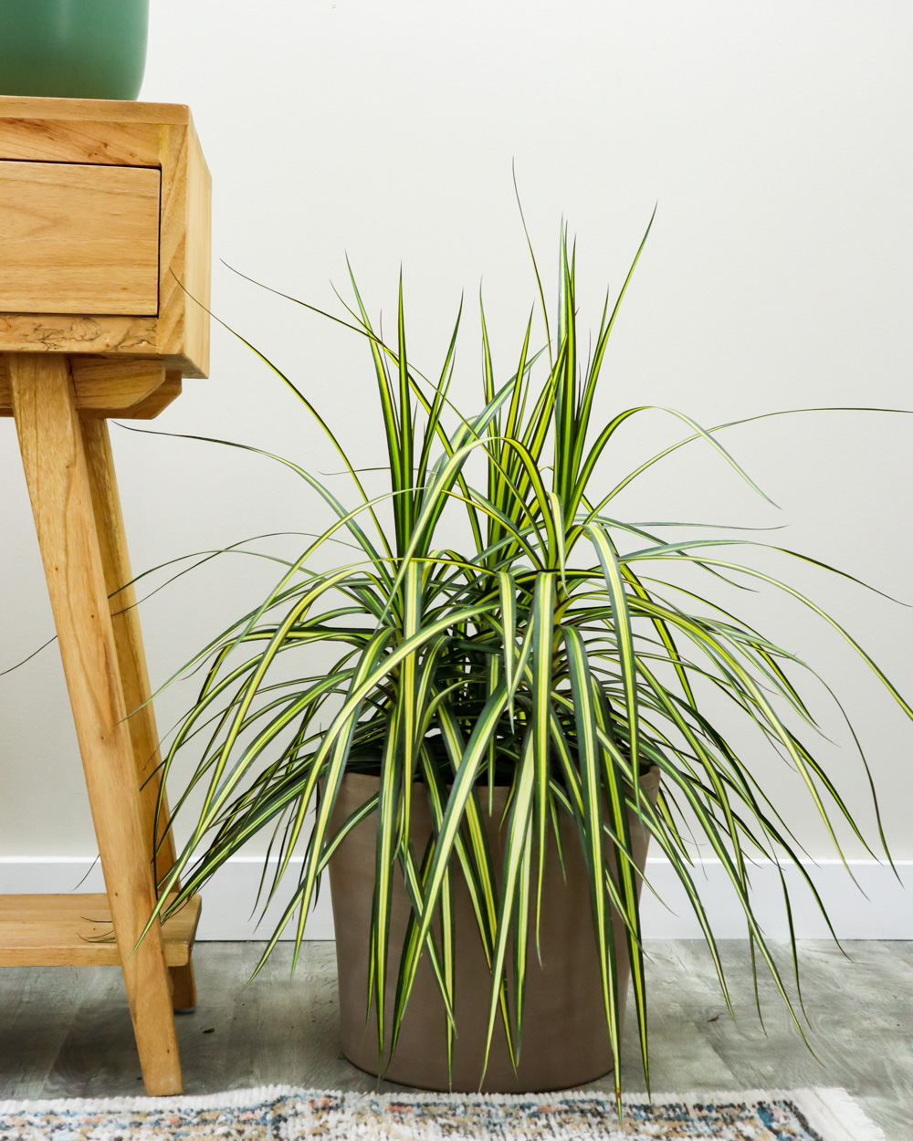 Buy Dracaena marginata 'Kiwi', Kiwi Dragon Tree, Ray of Sunshine