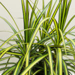 draceana kiwi large bush