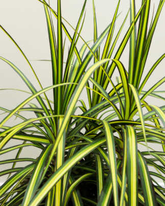 draceana kiwi large bush