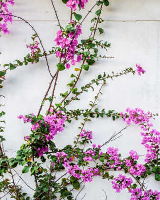 Vine / Climbing