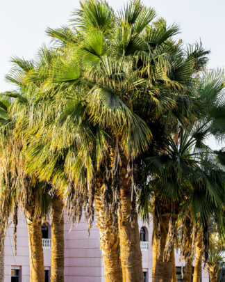 Palms