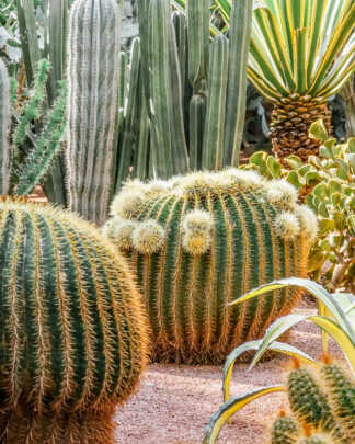 Cactus and Succulents