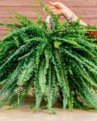 Ferns