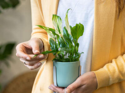 dreamstime l 205302183 square