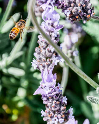 Bee Attracting Plants