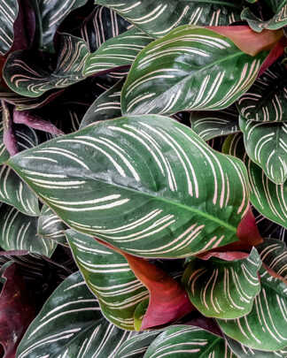 Foliage Color
